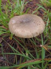 Amanita rhacopus
