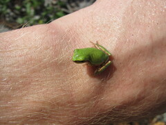 Hyla