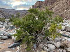 Gymnosporia senegalensis image