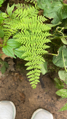Cystopteris bulbifera