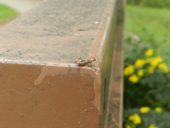 Acholla multispinosa