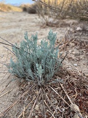Eschscholzia californica