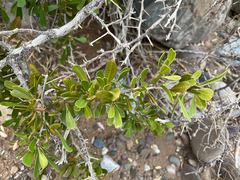 Gymnosporia senegalensis image