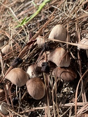 Panaeolus papilionaceus