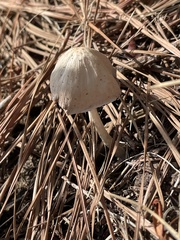 Panaeolus papilionaceus