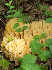 Sparassis spathulata