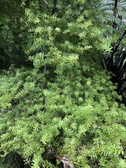 Podocarpus laetus