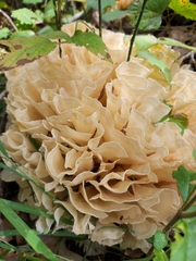 Sparassis spathulata