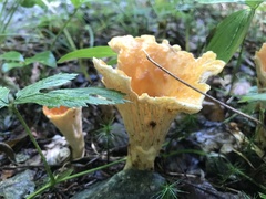 Turbinellus floccosus