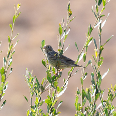Emberiza calandra