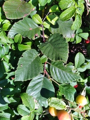 Alnus alnobetula
