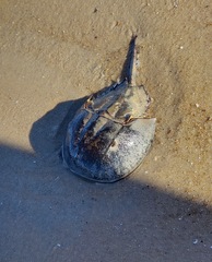 Limulus polyphemus