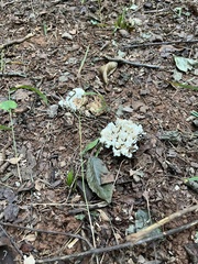 Sebacina schweinitzii