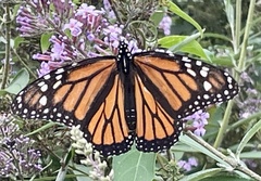 Danaus plexippus