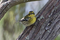 Setophaga townsendi