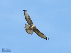 Buteo buteo vulpinus