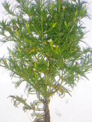 Tagetes filifolia