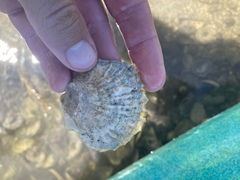Ostreidae