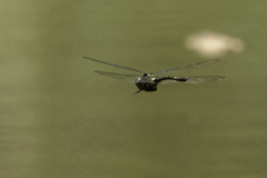 Macromia