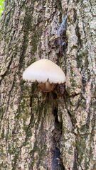 Volvariella bombycina