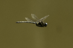 Macromia
