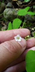 Oxalis trilliifolia
