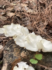 Favolus brasiliensis