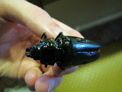 Archodontes melanopus