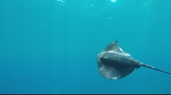 Pteroplatytrygon violacea