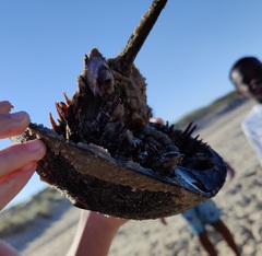 Limulus polyphemus
