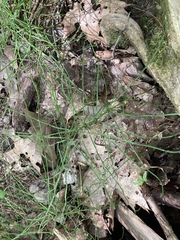 Equisetum arvense