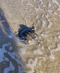 Limulus polyphemus