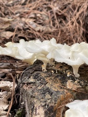 Favolus brasiliensis