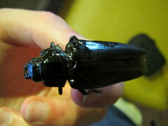 Archodontes melanopus