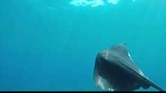 Pteroplatytrygon violacea