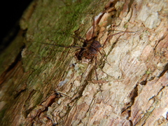 Triaenonychidae