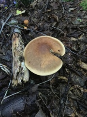 Cortinarius armillatus