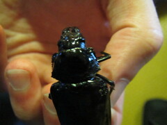 Archodontes melanopus