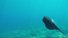 Pteroplatytrygon violacea