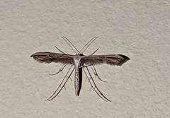 Emmelina monodactyla