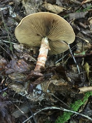 Cortinarius armillatus