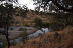 Quercus rotundifolia