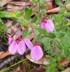 Tetratheca thymifolia