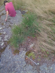 Allium schoenoprasum