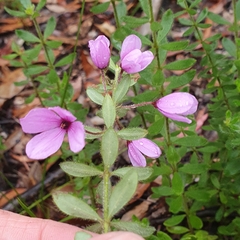 Tetratheca thymifolia
