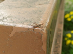 Acholla multispinosa