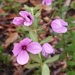 Tetratheca thymifolia