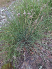Allium schoenoprasum
