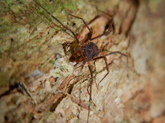 Triaenonychidae