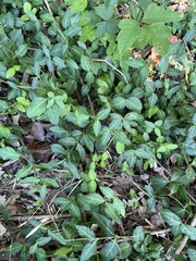 Euonymus fortunei